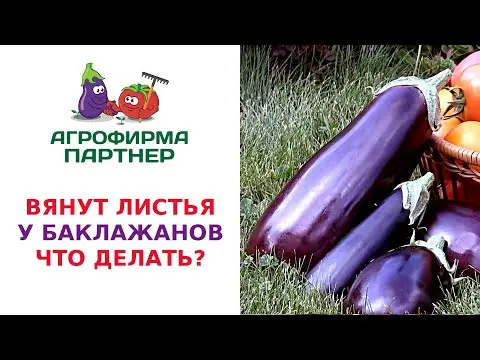 Eggplant sheds leaves: what to do