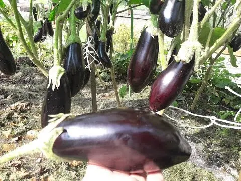 Eggplant Striped Flight