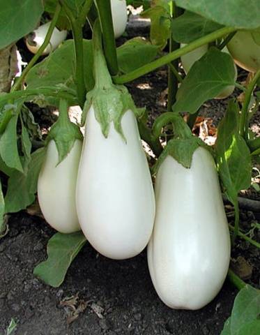 Eggplant Swan