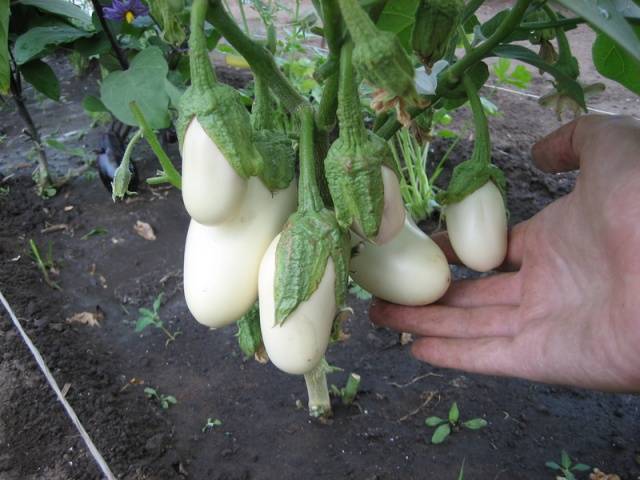 Eggplant Taste of mushrooms