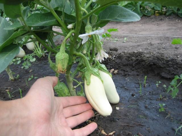 Eggplant Taste of mushrooms