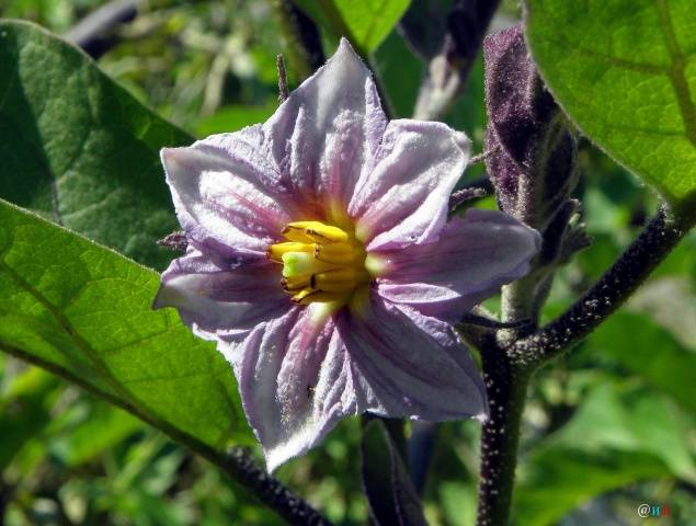 Eggplant Valentina F1