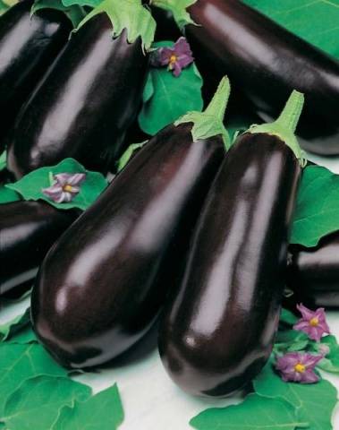 Eggplant varieties - features, characteristics