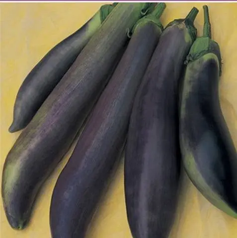 Eggplant varieties - features, characteristics