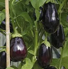 Eggplant varieties - features, characteristics