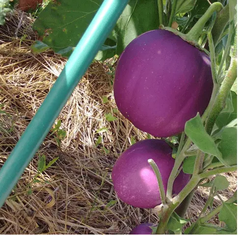 Eggplant varieties - features, characteristics