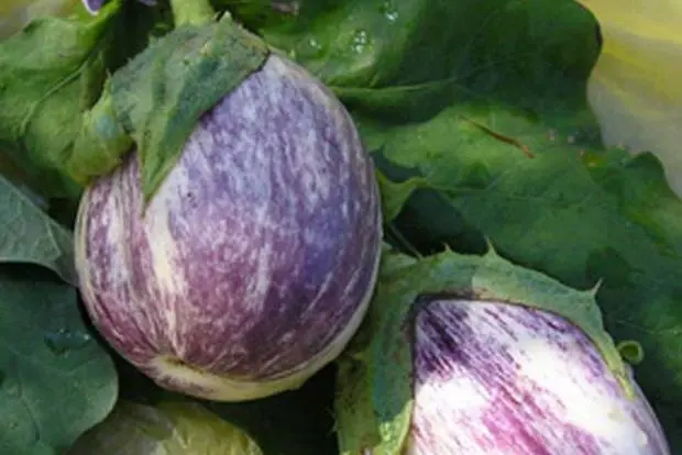 Eggplant varieties - features, characteristics