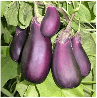 Eggplant varieties - features, characteristics