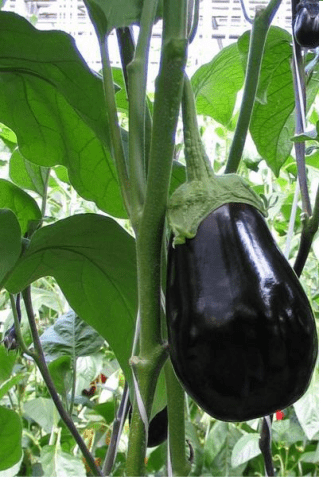 Eggplant varieties - features, characteristics