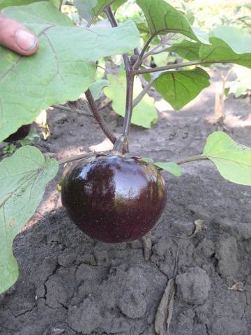 Eggplant varieties - features, characteristics