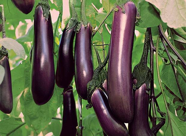 Eggplant varieties - features, characteristics