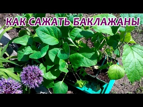 Eggplant varieties - features, characteristics