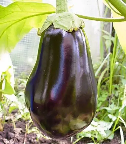 Eggplant varieties - features, characteristics