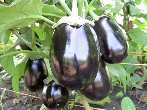 Eggplant varieties for open ground: an overview of the best