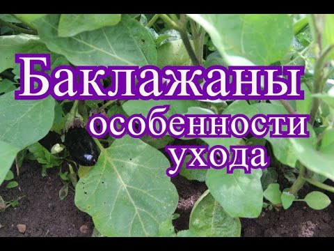 Eggplant varieties for open ground: an overview of the best