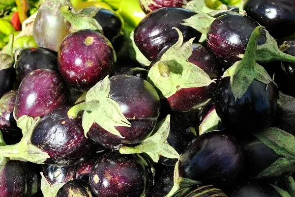 Eggplant varieties for open ground: an overview of the best