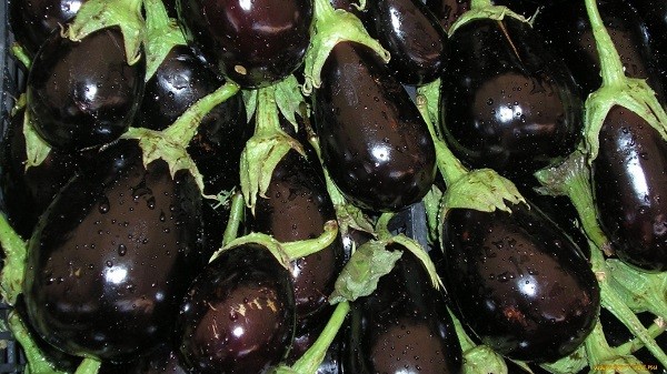 Eggplant varieties for open ground: an overview of the best