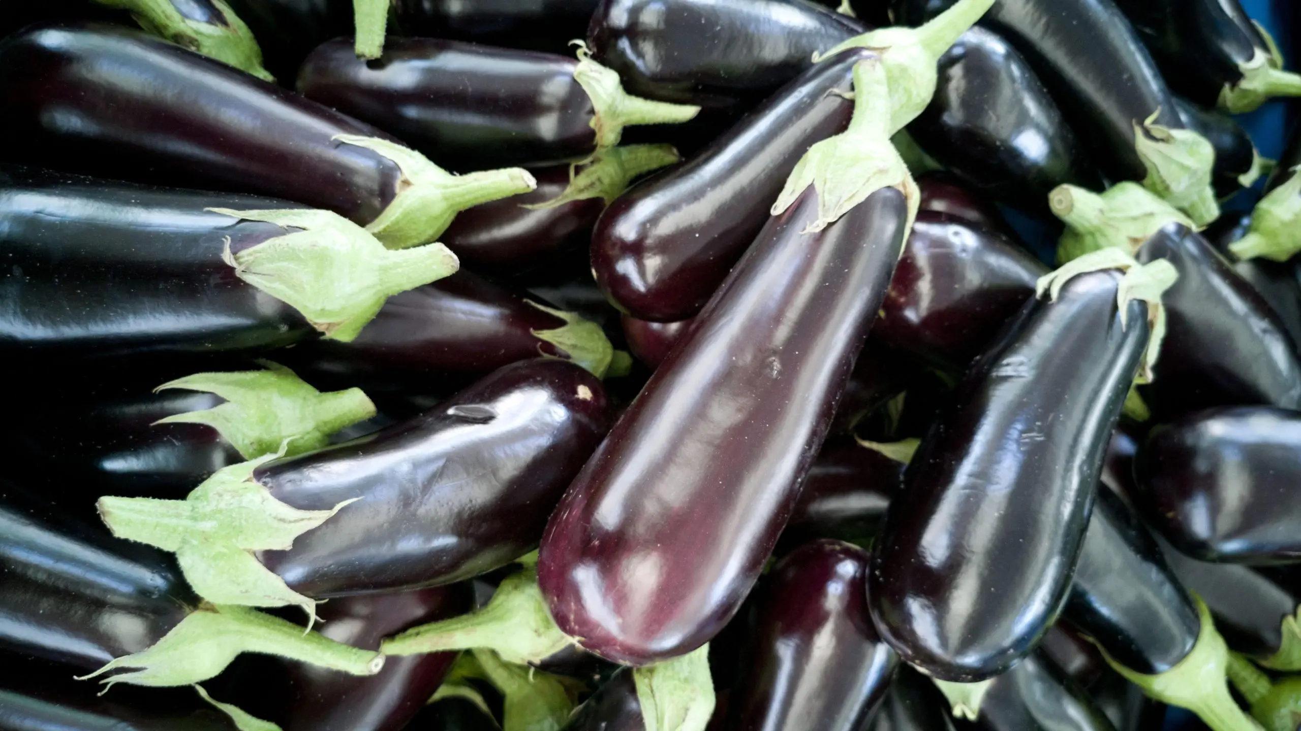 Eggplant varieties for open ground: an overview of the best