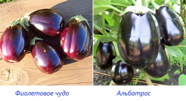 Eggplant Varieties: Overview of Shapes, Colors, Best Species