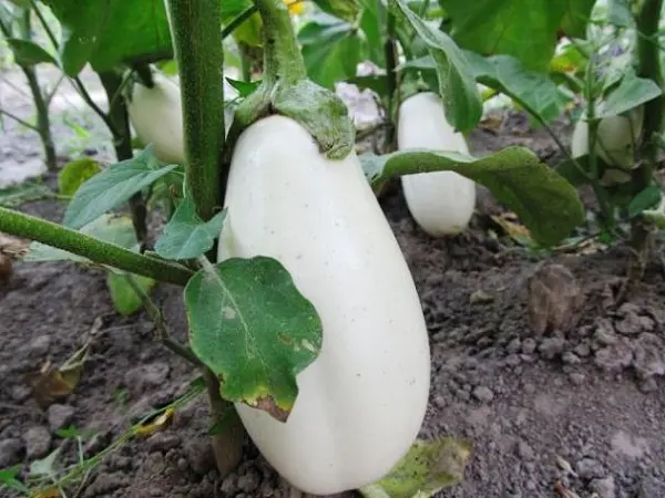 Eggplant Varieties: Overview of Shapes, Colors, Best Species