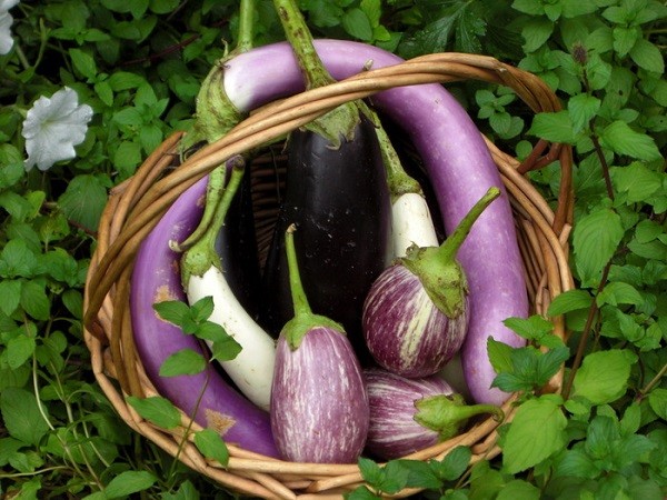 Eggplant Varieties: Overview of Shapes, Colors, Best Species