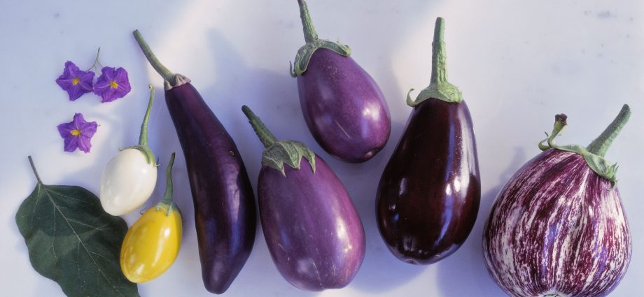 Eggplant Varieties: Overview of Shapes, Colors, Best Species