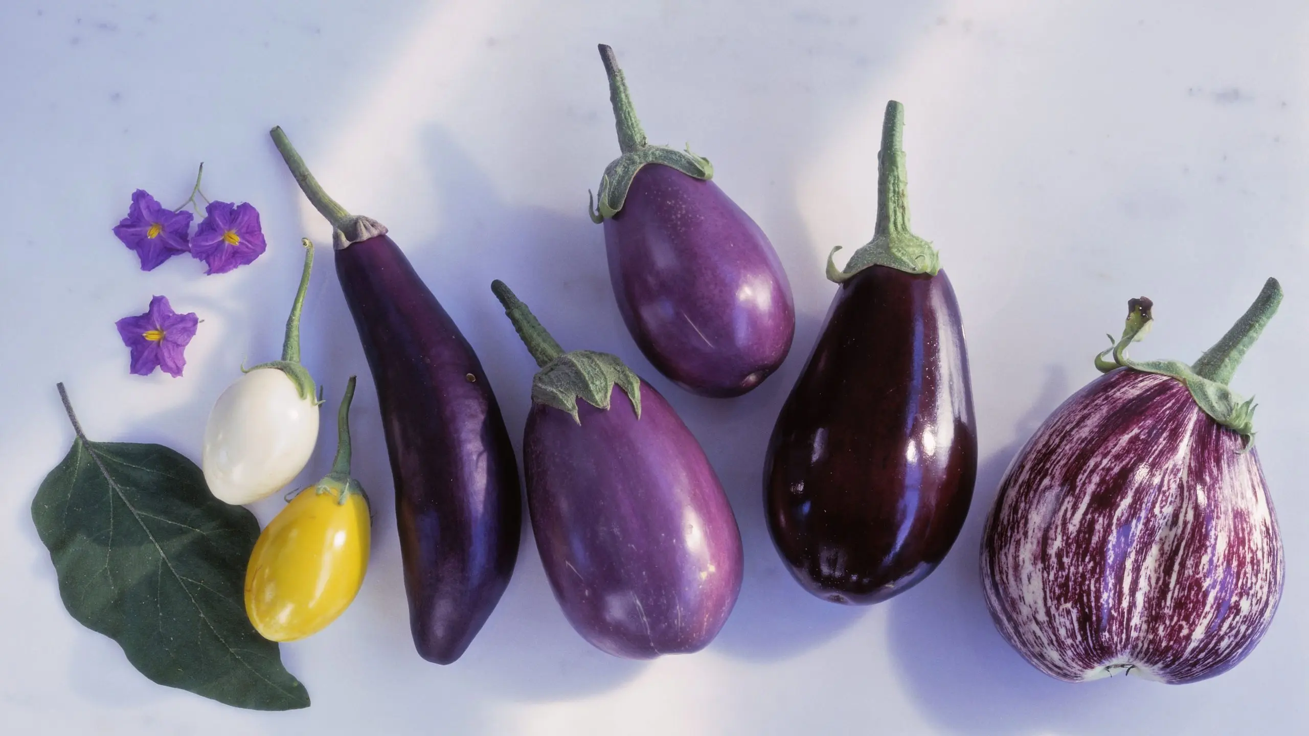 Eggplant Varieties: Overview of Shapes, Colors, Best Species