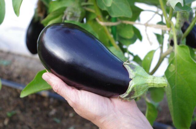 Eggplant variety Andryusha: description, photo, reviews