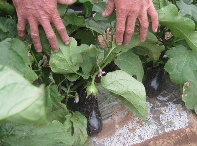 Eggplant variety Andryusha: description, photo, reviews