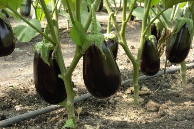 Eggplant variety Andryusha: description, photo, reviews