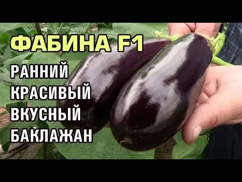 Eggplant variety Fabina F1: description and photo