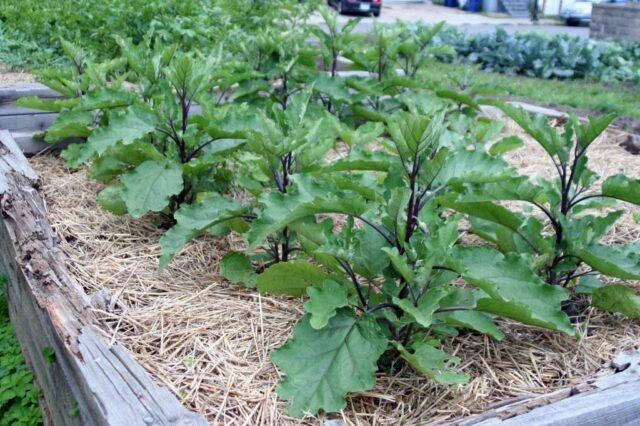 Eggplant variety Fabina F1: description and photo