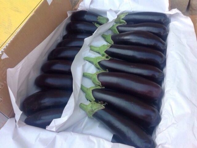 Eggplant variety Fabina F1: description and photo