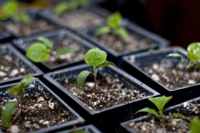 Eggplant variety Fabina F1: description and photo