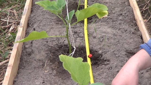 Eggplant variety Fabina F1: description and photo