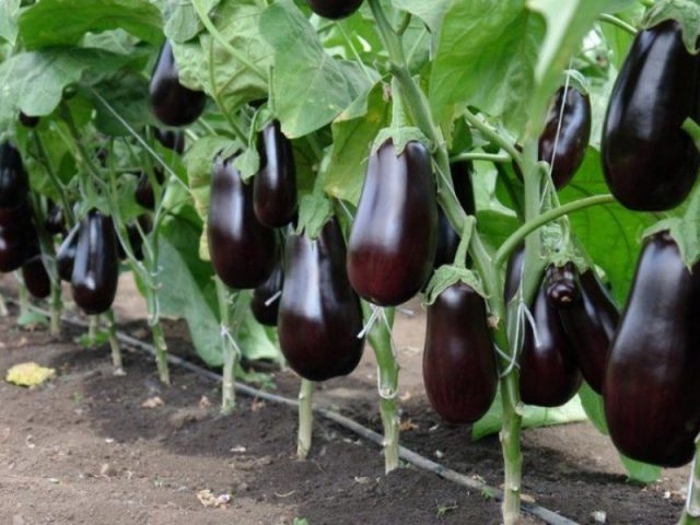 Eggplant variety Vera: description and photo