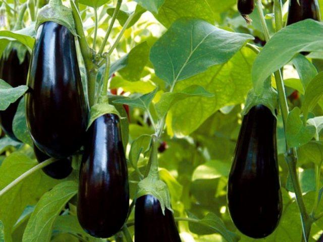 Eggplant variety Vera: description and photo