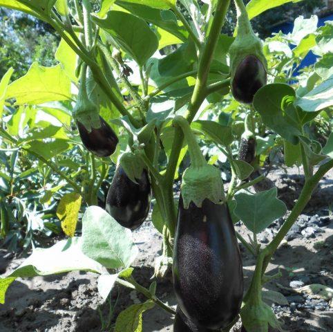 Eggplant variety Vera: description and photo