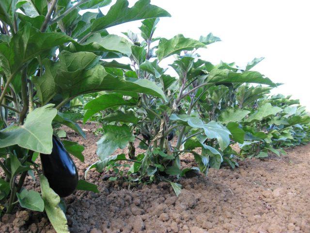 Eggplant variety Vera: description and photo