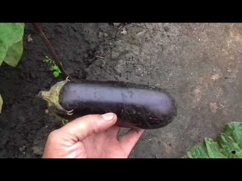 Eggplant variety Vera: description and photo