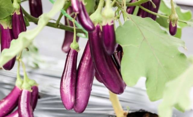 Eggplant variety without seeds inside