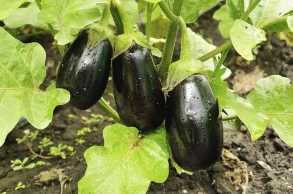 Eggplant variety without seeds inside