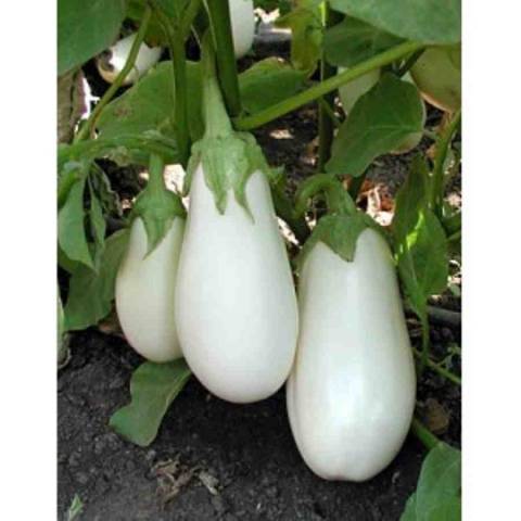 Eggplant variety without seeds inside