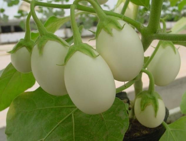 Eggplant variety without seeds inside