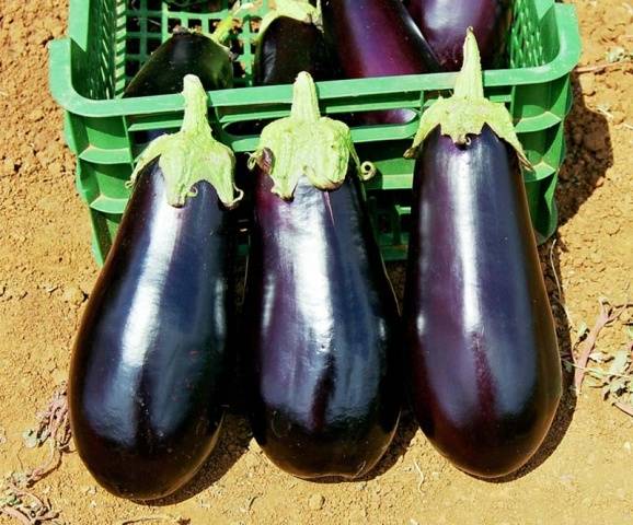 Eggplant variety without seeds inside