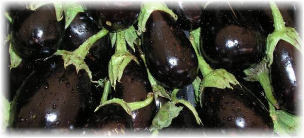 Eggplant variety without seeds inside