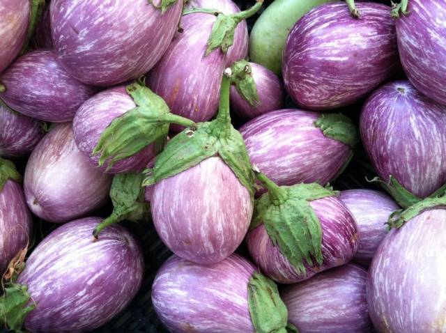 Eggplant variety without seeds inside