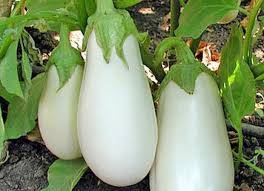 Eggplant variety without seeds inside