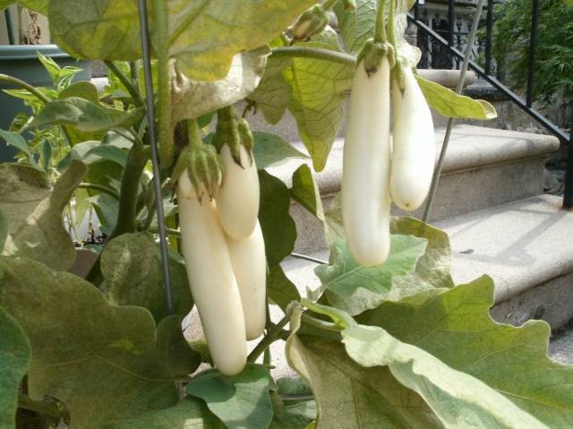 Eggplant variety without seeds inside