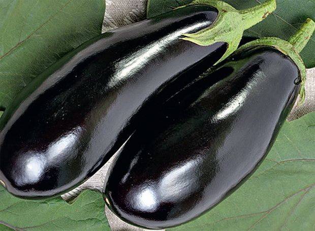 Eggplant variety without seeds inside